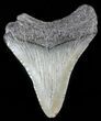 Bargain Megalodon Tooth - South Carolina #47250-1